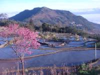 Blooming Cherry Tree with Rice Terraces