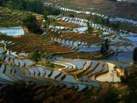 Rice terraces in beauiful light